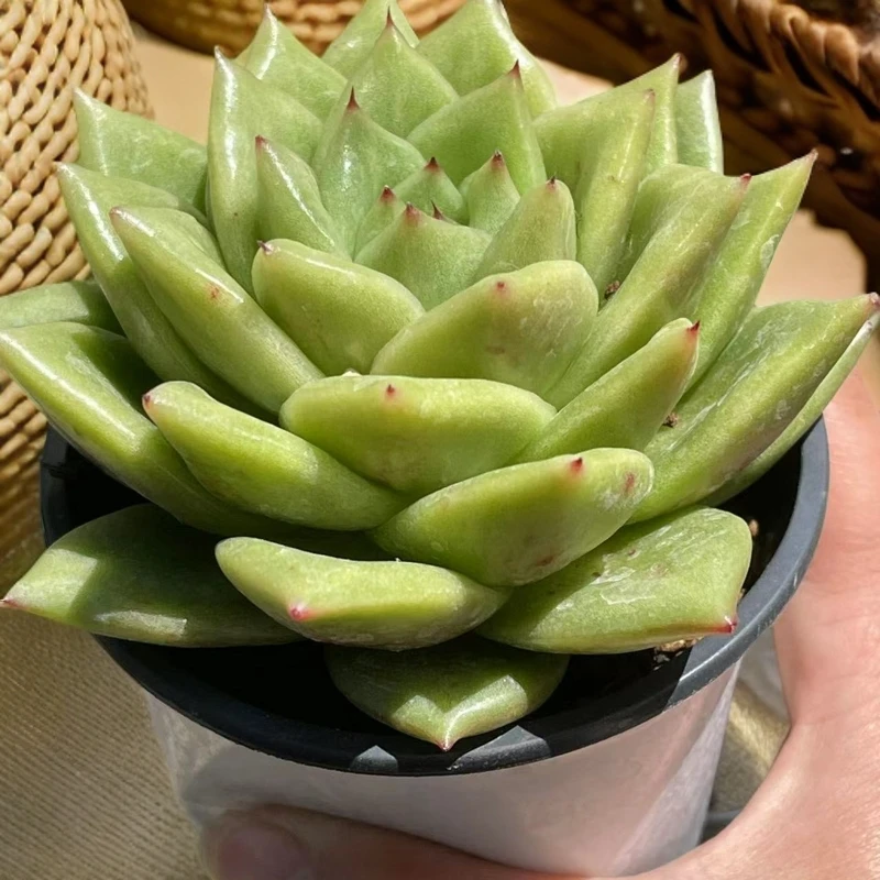 林肯玛利亚  多肉植物