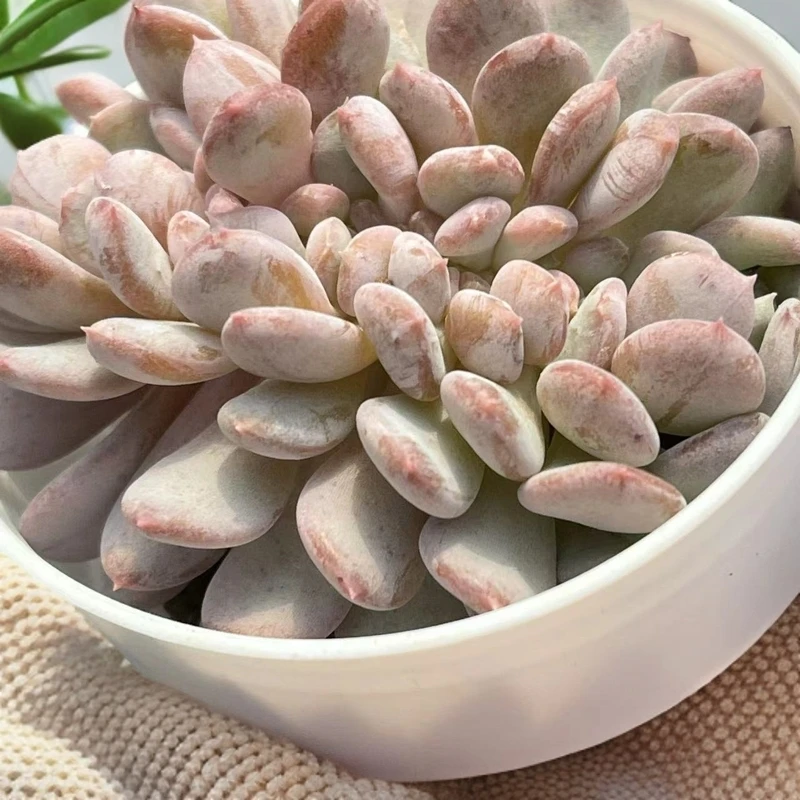 6#玛瑙缀 多肉植物