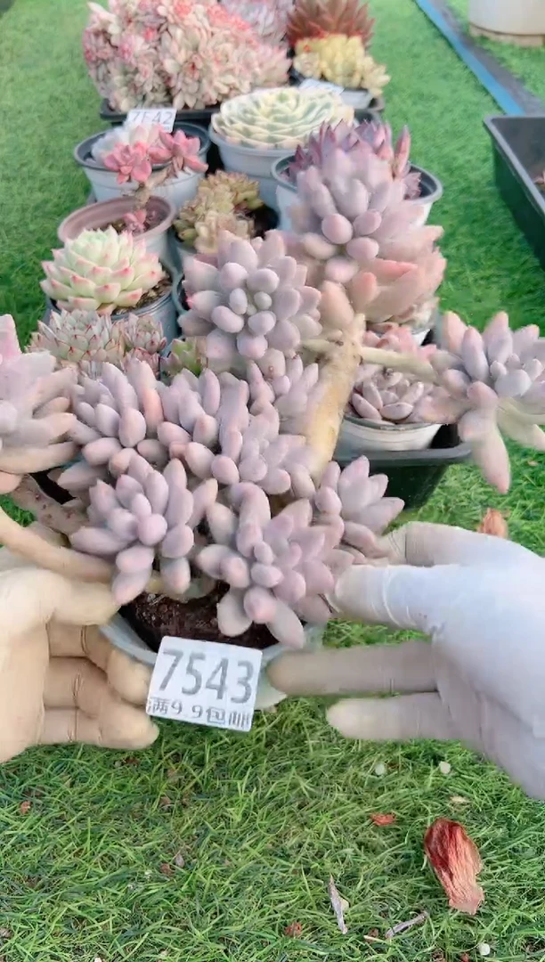 【闪购商品】信福多肉一物一拍