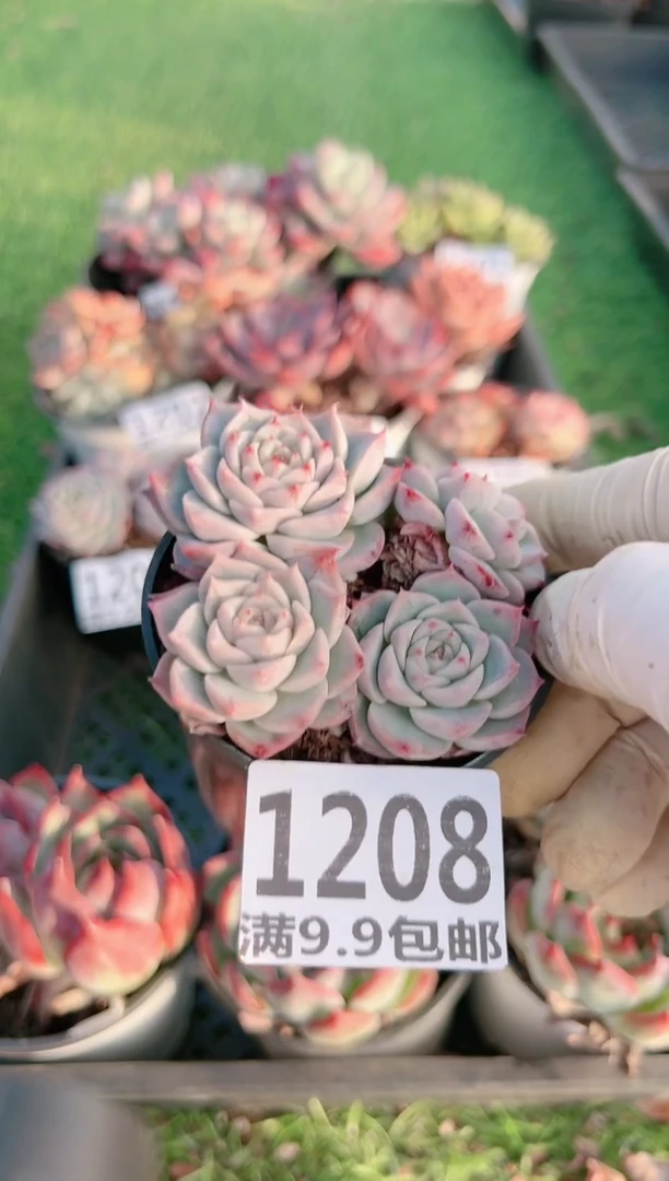 【闪购商品】信福多肉一物一拍