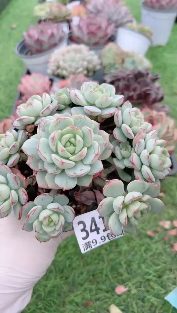 【闪购商品】信福多肉一物一拍