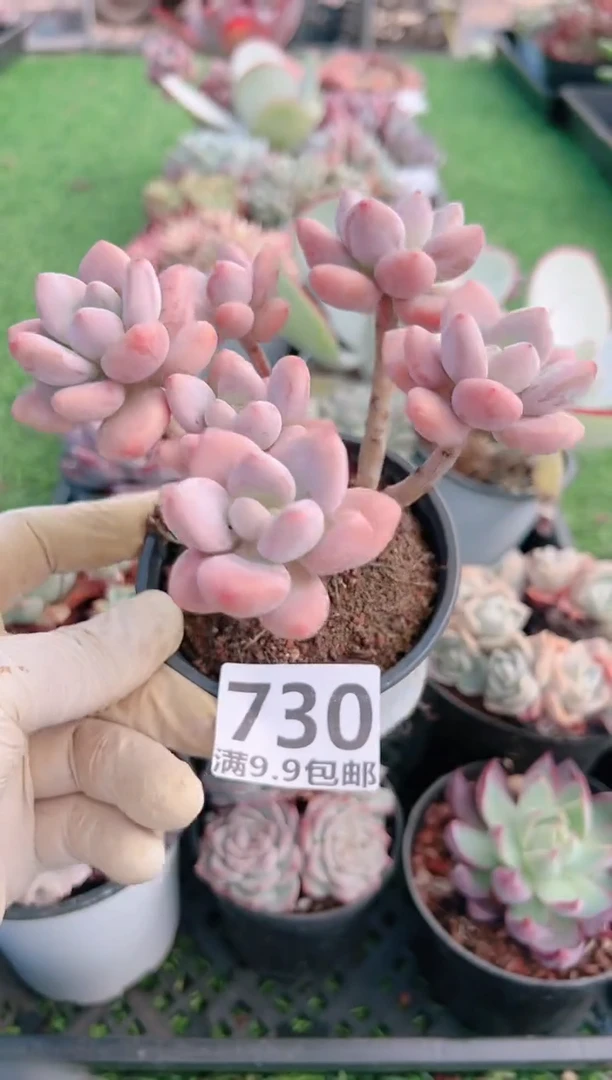 【闪购商品】信福多肉一物一拍