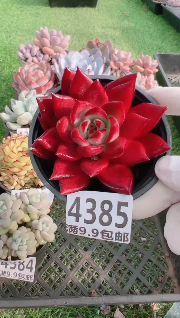 【闪购商品】信福多肉一物一拍