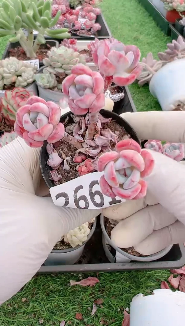 【闪购商品】信福多肉一物一拍