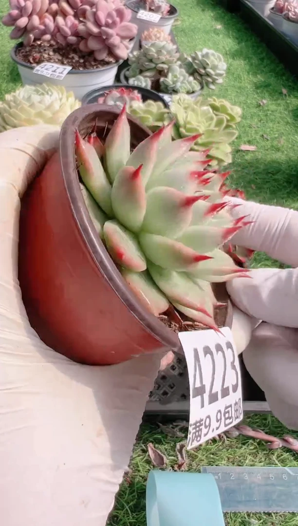 【闪购商品】信福多肉一物一拍