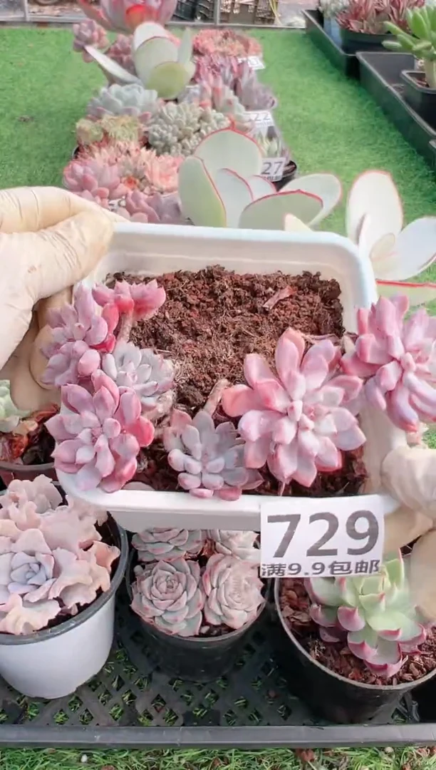 【闪购商品】信福多肉一物一拍