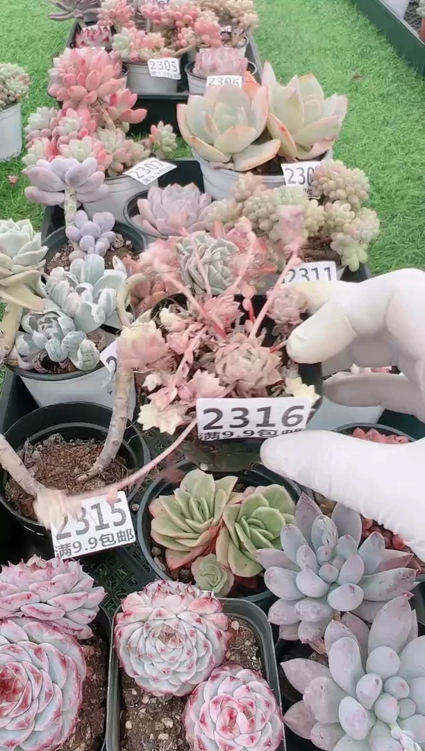 【闪购商品】信福多肉一物一拍