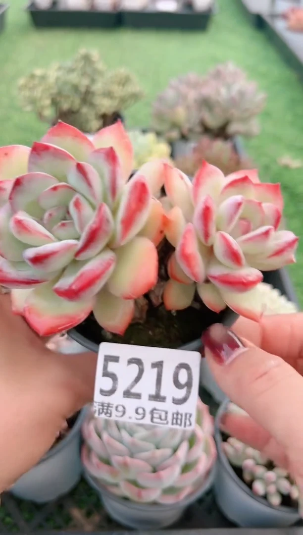 【闪购商品】信福多肉一物一拍