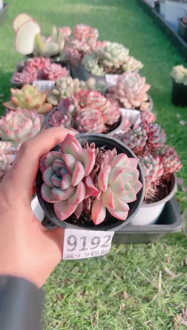 【闪购商品】信福多肉一物一拍