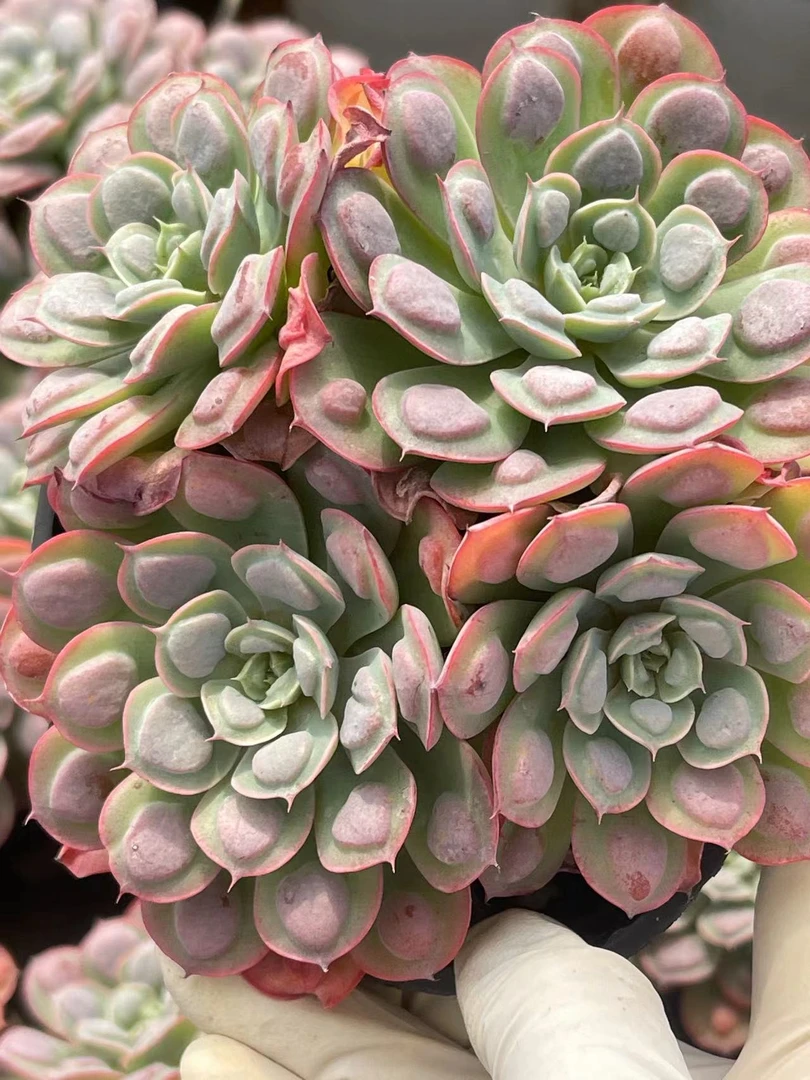 10#雨滴群 多肉植物