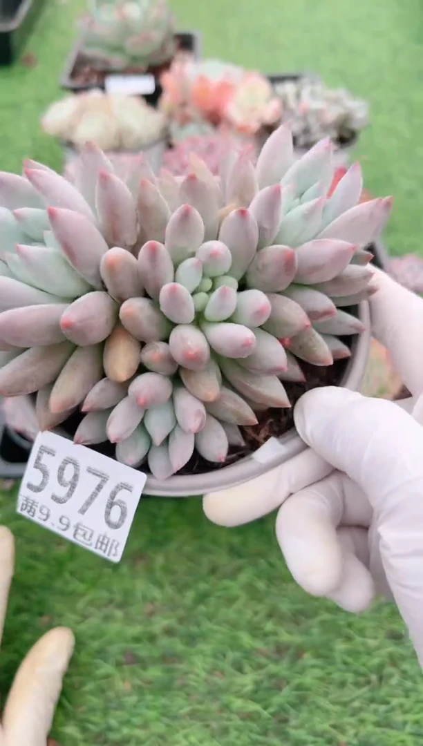 【闪购商品】信福多肉一物一拍