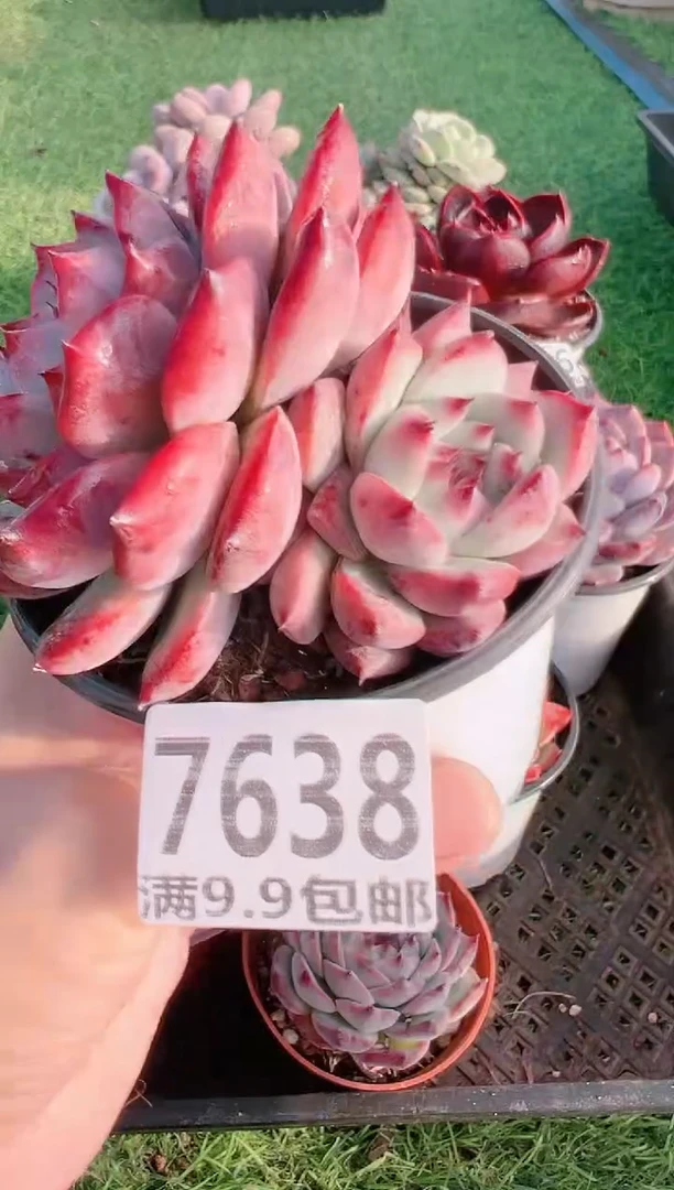 【闪购商品】信福多肉一物一拍