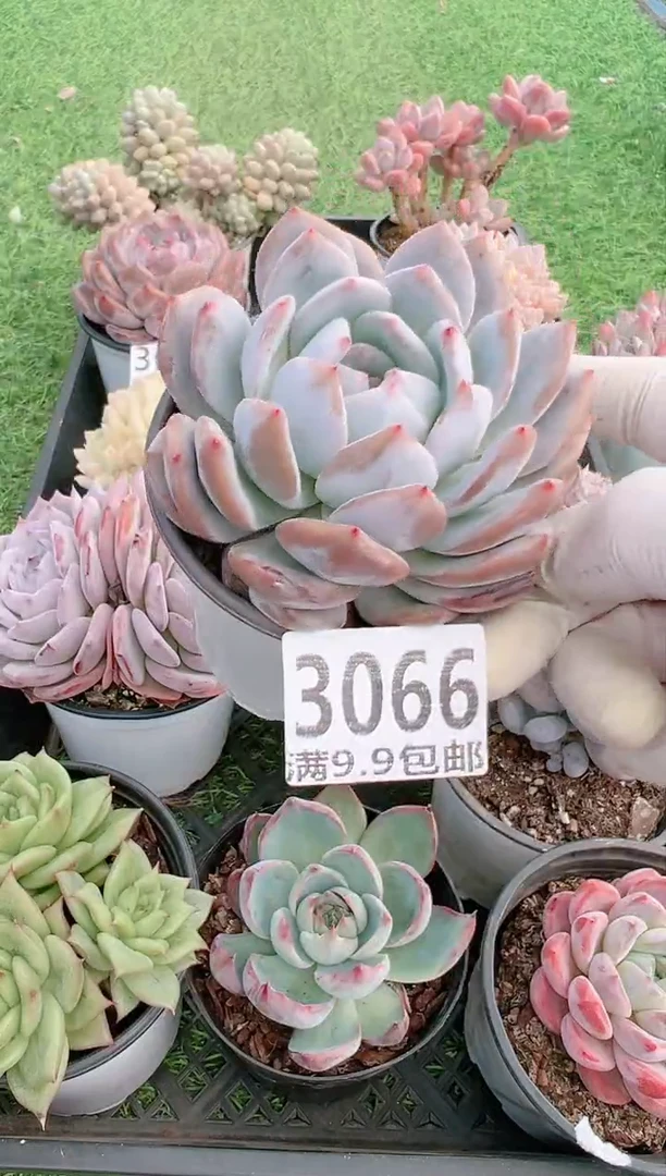 【闪购商品】信福多肉一物一拍
