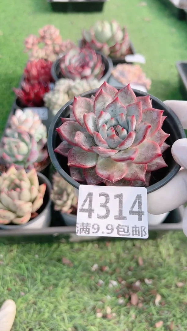 【闪购商品】信福多肉一物一拍