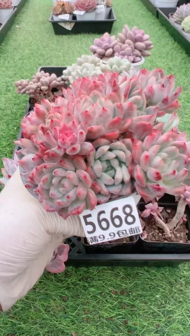 【闪购商品】信福多肉一物一拍