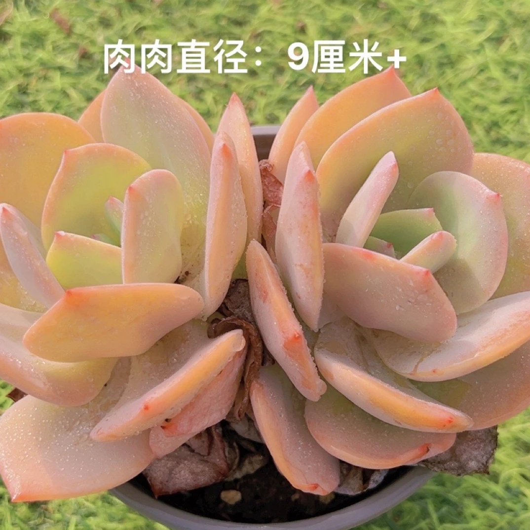 12#白凤 多肉植物
