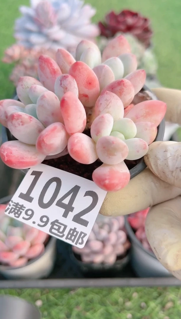 【闪购商品】信福多肉一物一拍