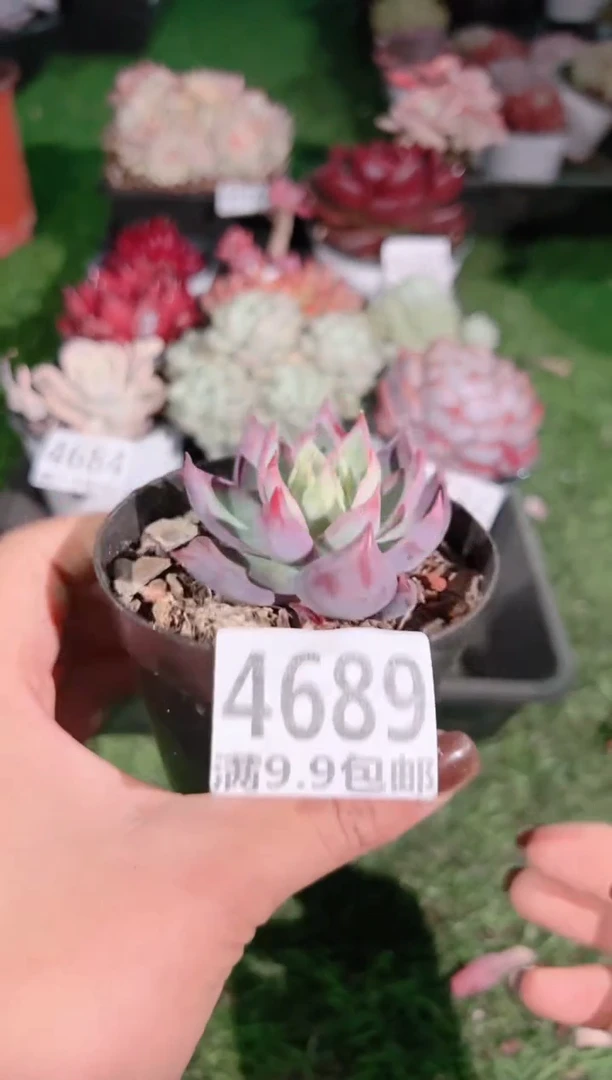 【闪购商品】信福多肉一物一拍