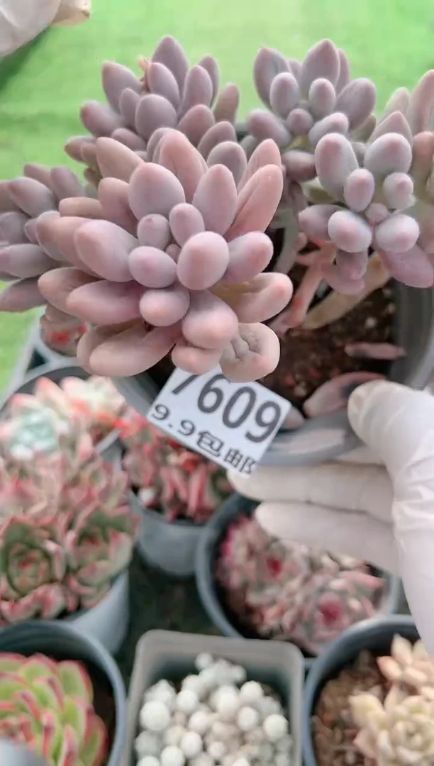 【闪购商品】信服多肉一物一拍