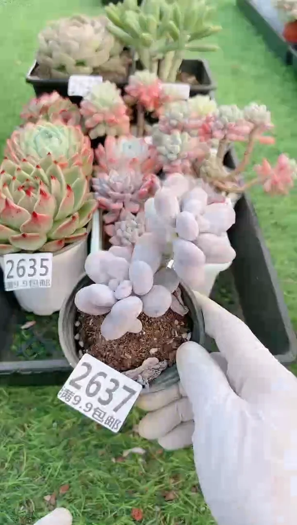 【闪购商品】信福多肉一物一拍