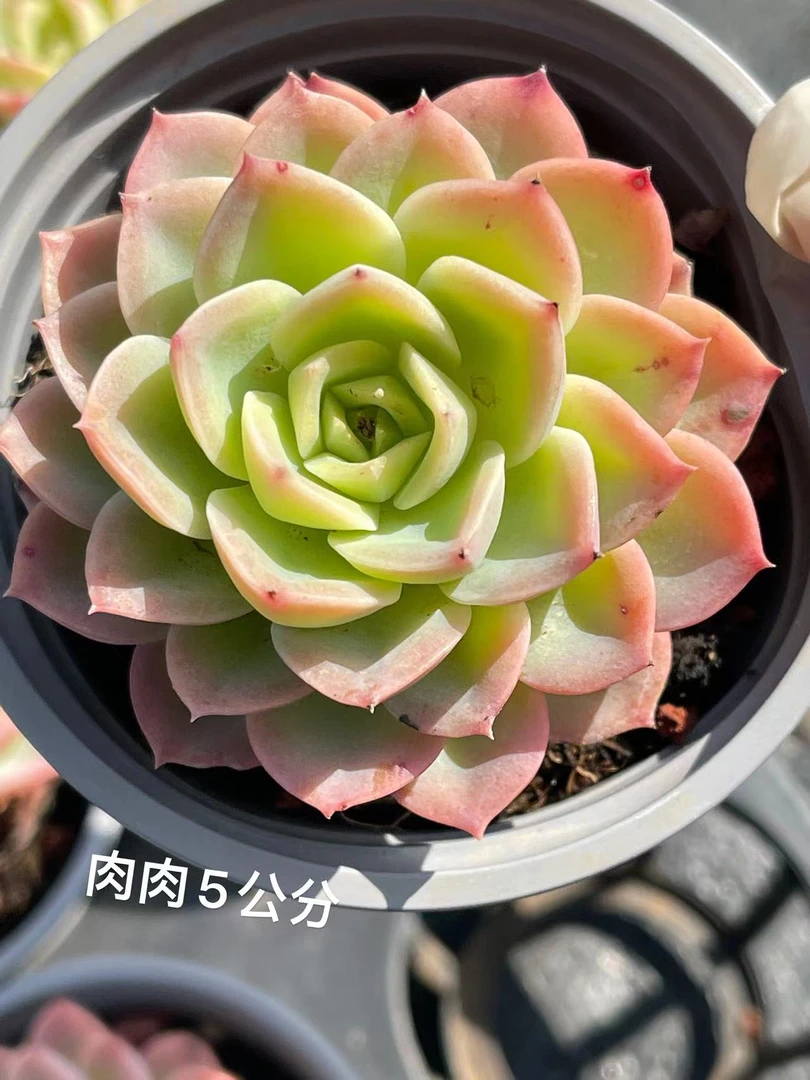 9#哈密瓜单头 云南精品多肉植物 精美盆栽 家居饰品9.9包邮