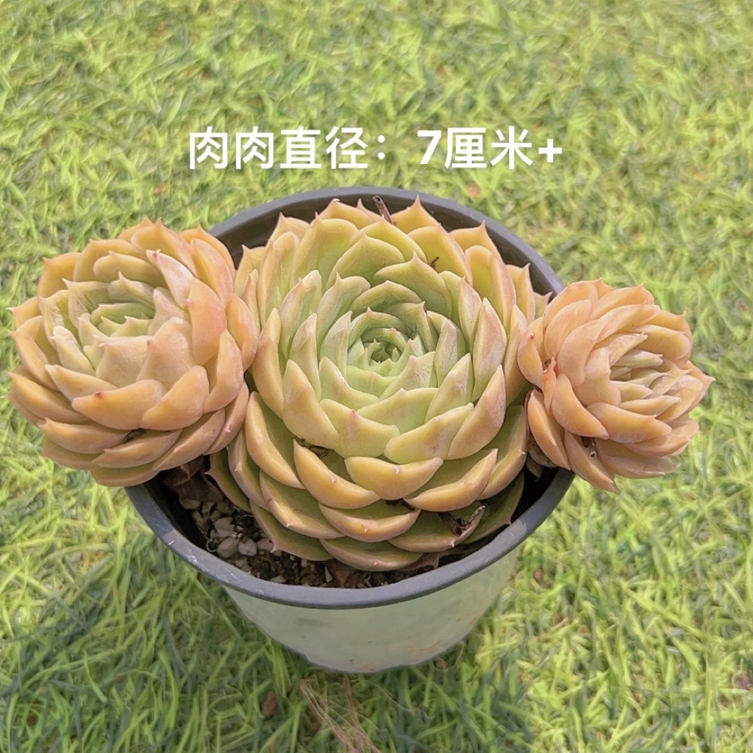 9#昂斯诺单头带崽 多肉植物