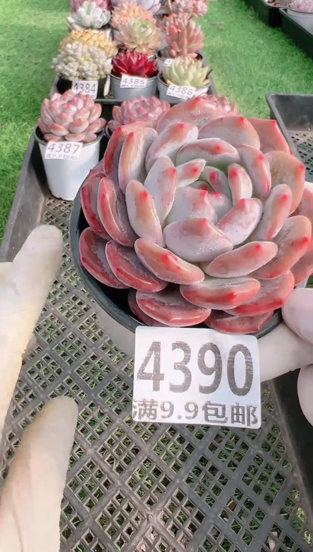 【闪购商品】信福多肉一物一拍