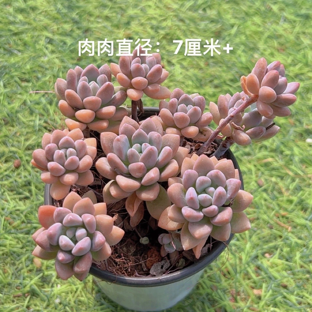 9#奥蔓群 多肉植物   满9.9包邮
