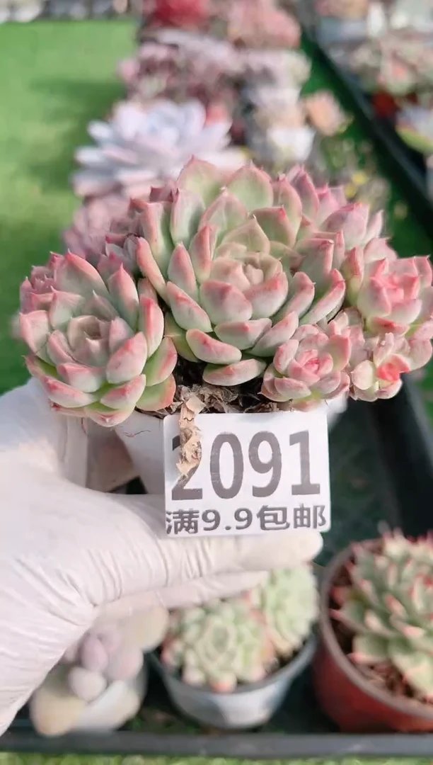 【闪购商品】信福多肉一物一拍