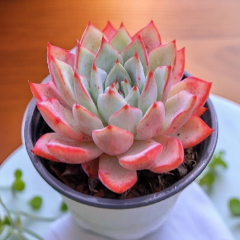 9#卡斯特单头 多肉植物