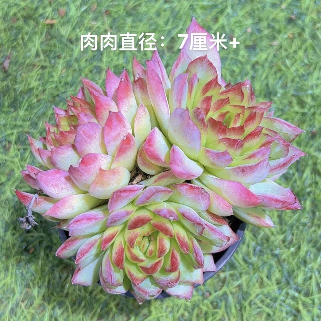 9#魔朵双头起  多肉植物