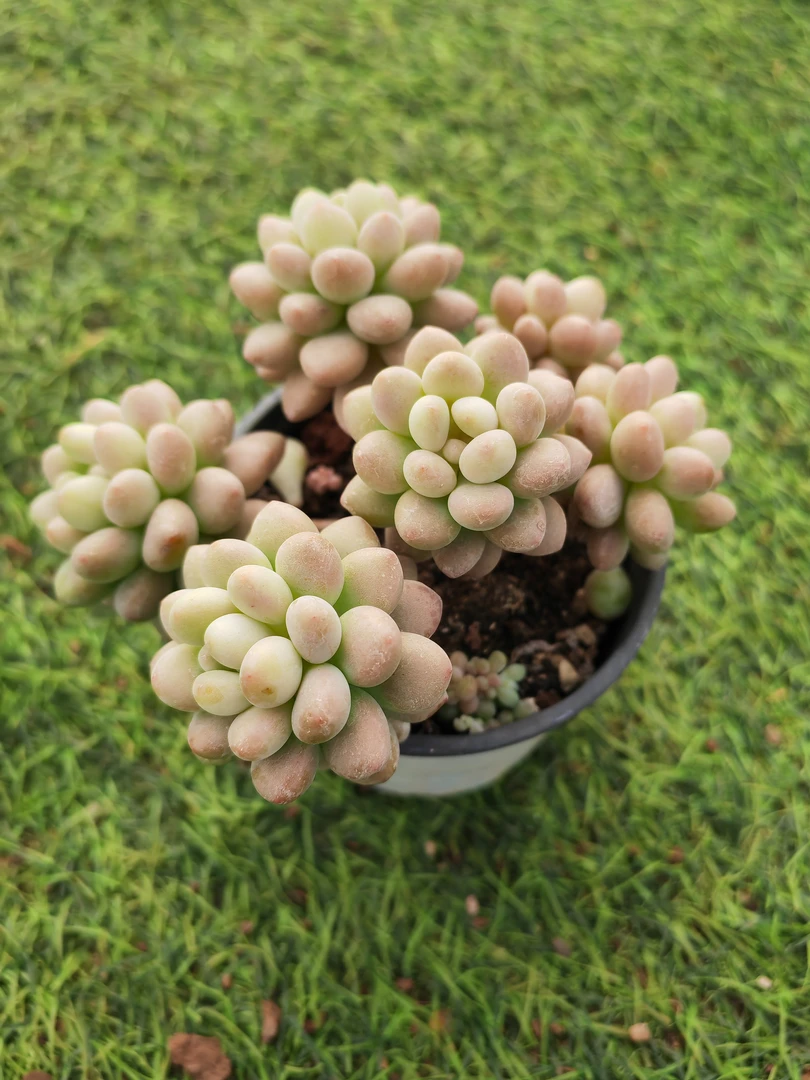 9#达芙妮 多肉植物