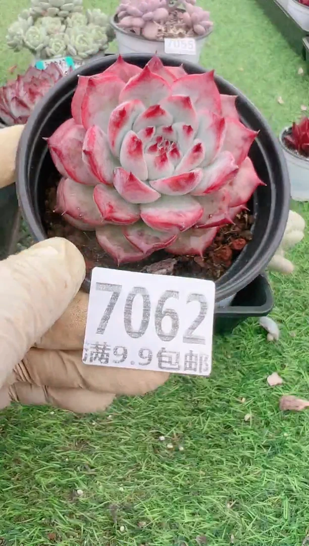 【闪购商品】信福多肉一物一拍