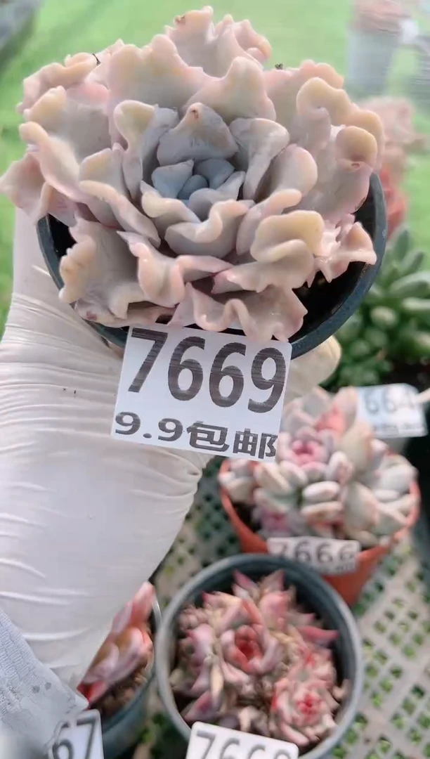 【闪购商品】信服多肉一物一拍