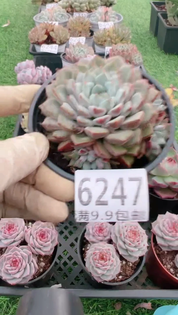 【闪购商品】信福多肉一物一拍