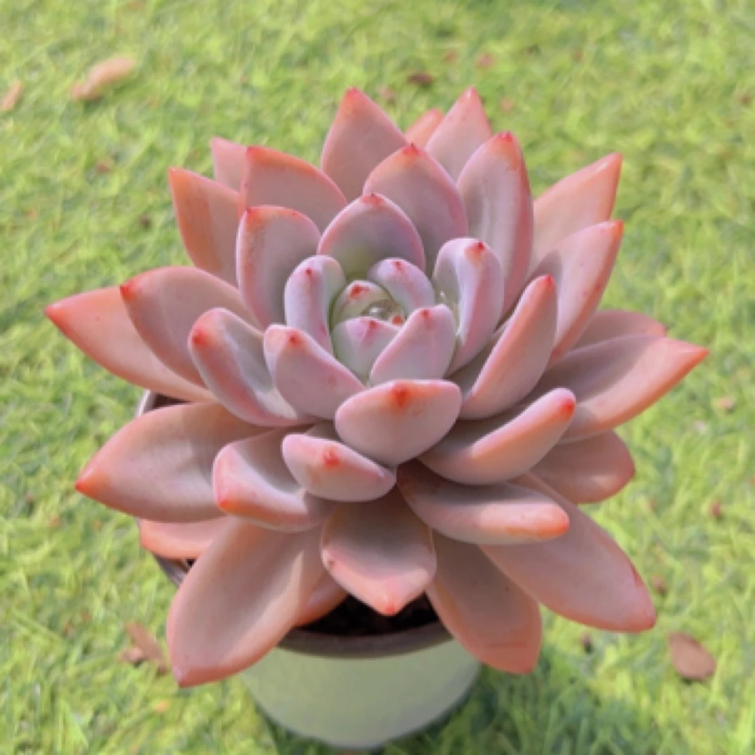 9#雪娜单头 多肉植物