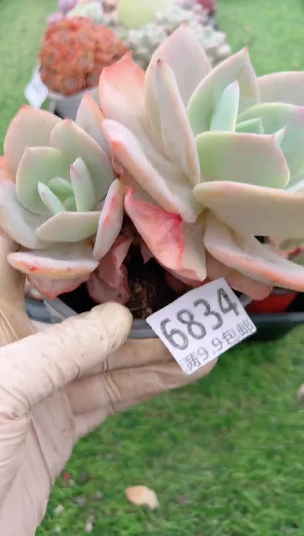 【闪购商品】信福多肉一物一拍