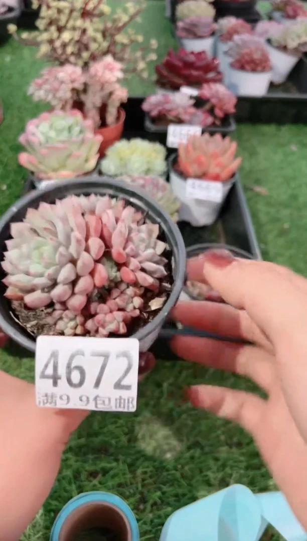 【闪购商品】信福多肉一物一拍