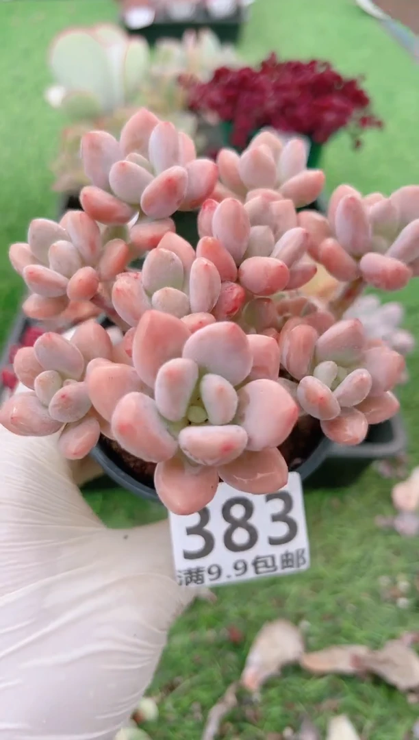 【闪购商品】信福多肉一物一拍