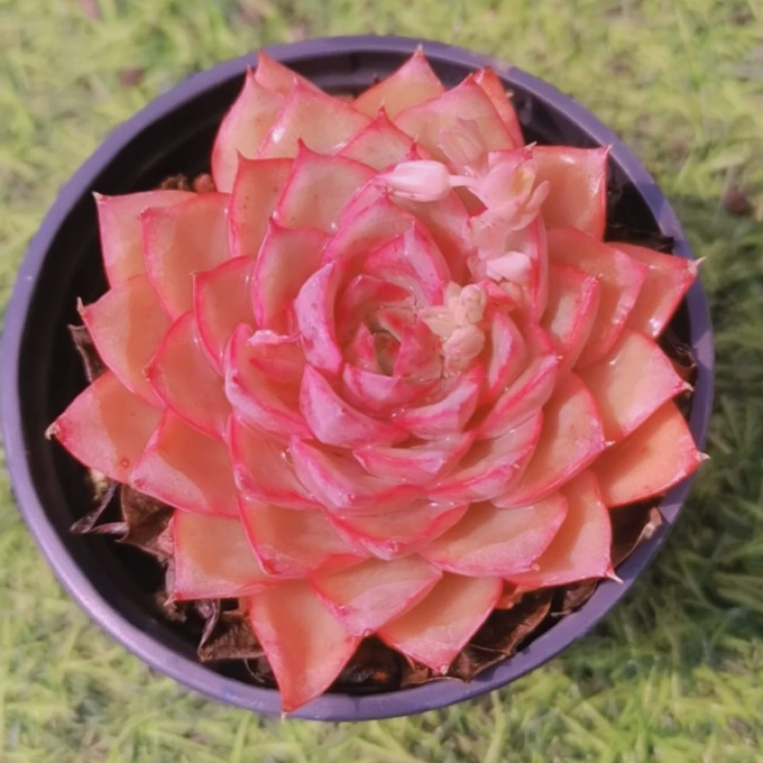 9#艾格利亚 多肉植物