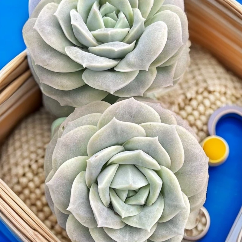 可爱玫瑰  多肉植物