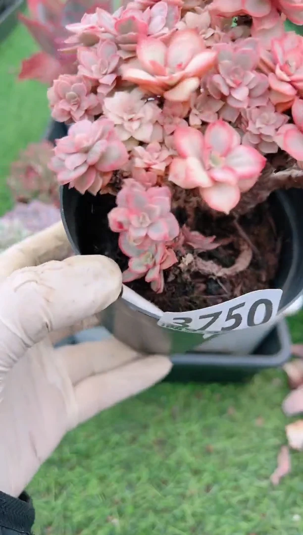 【闪购商品】信福多肉一物一拍