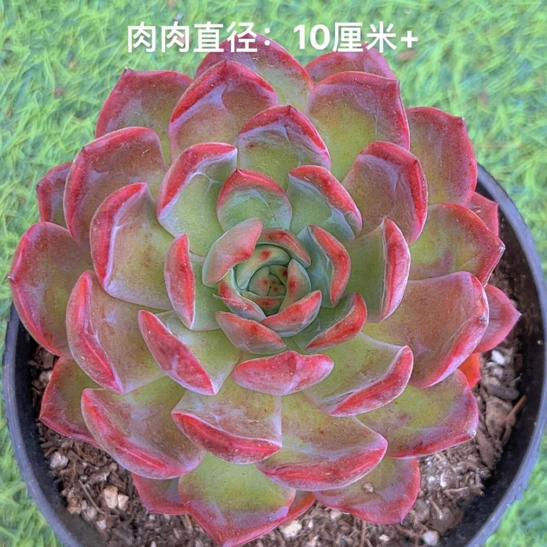 15#麦当娜单头 多肉植物 满9.9包邮