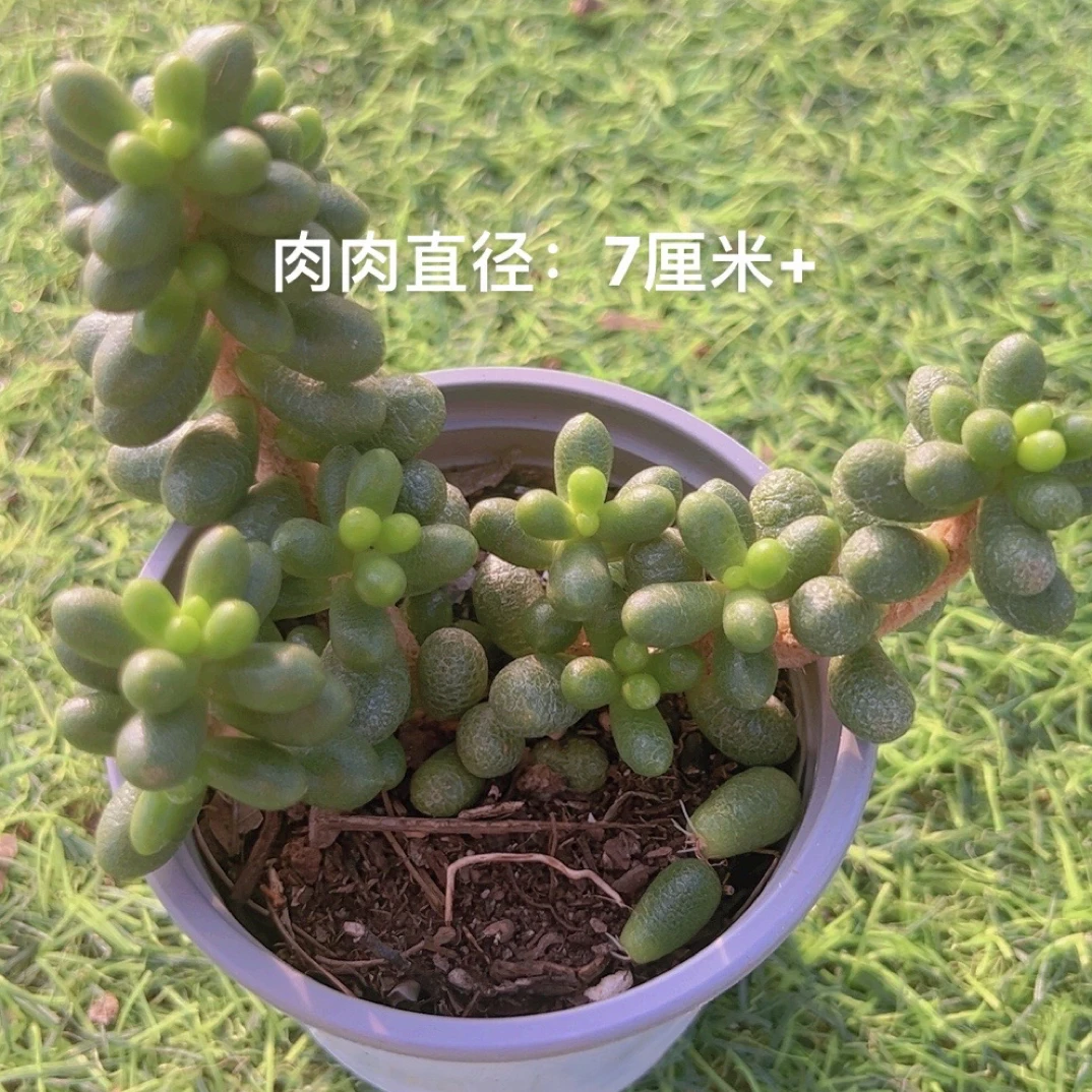 9#绿龟卵多肉 多肉植物