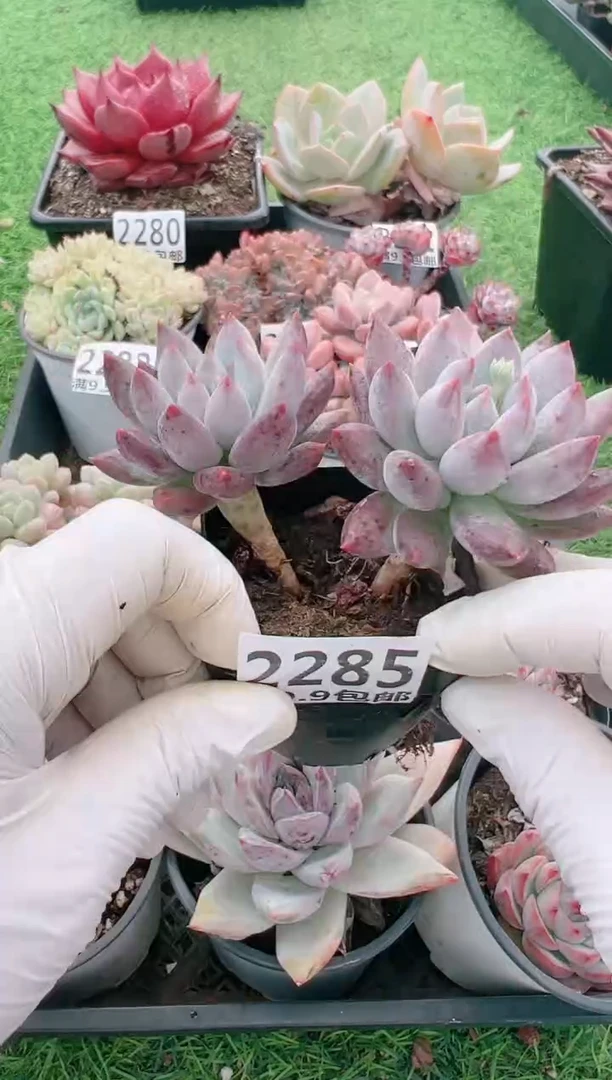 【闪购商品】信福多肉一物一拍