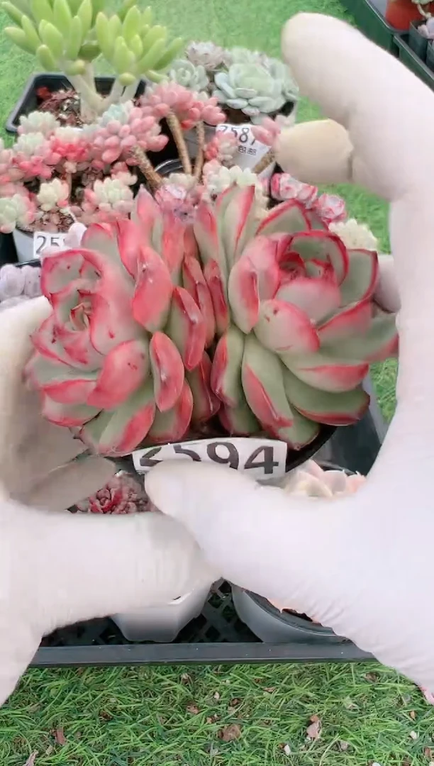 【闪购商品】信福多肉一物一拍