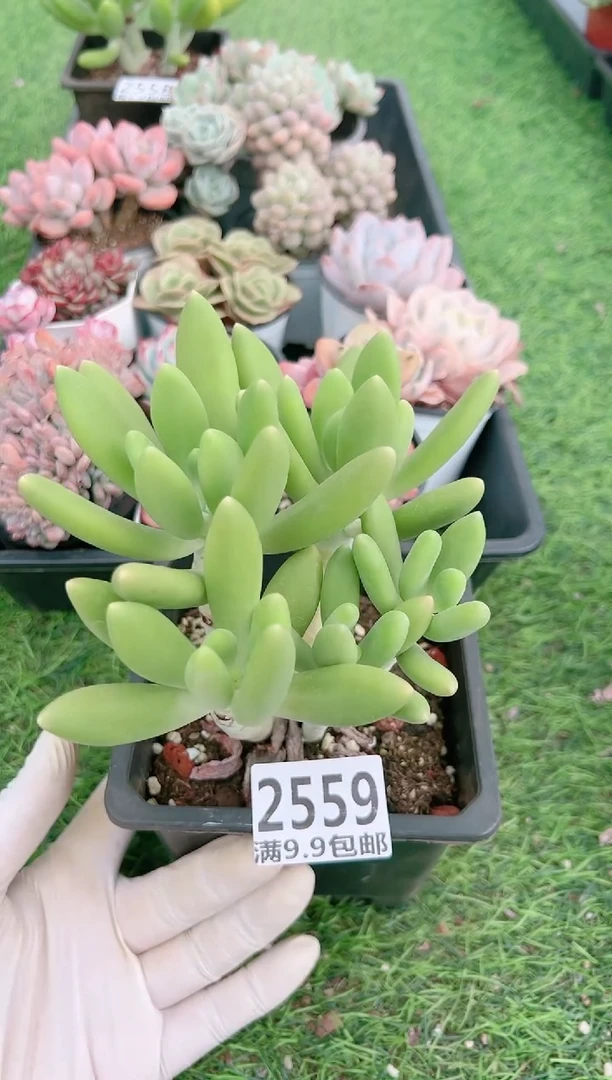 【闪购商品】信福多肉一物一拍