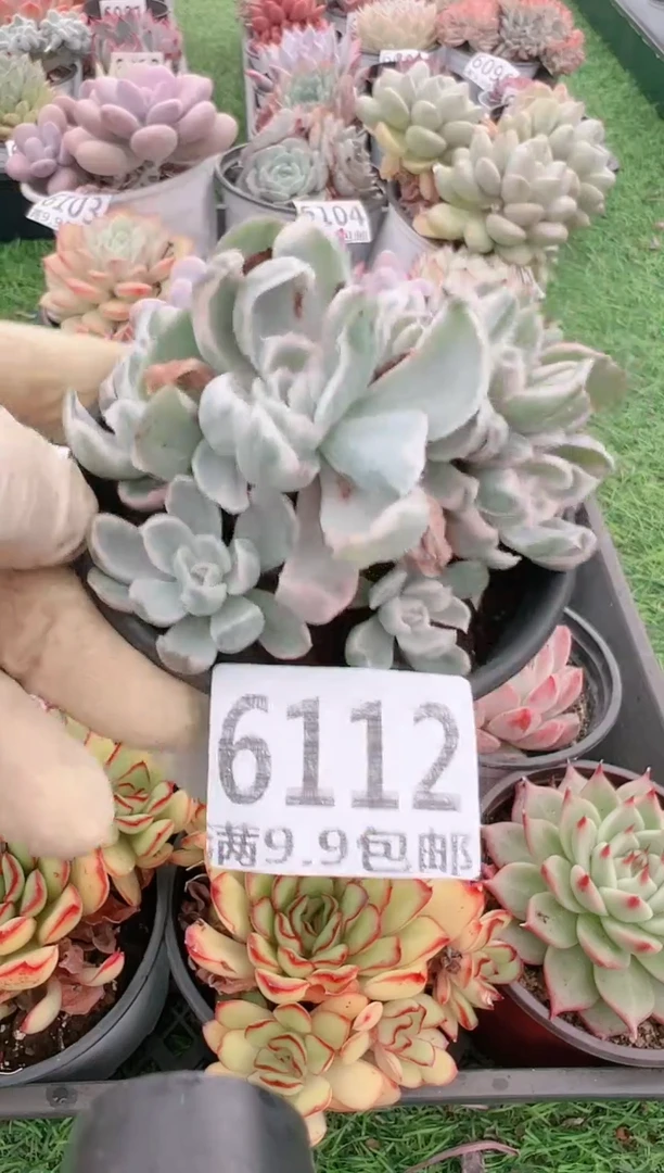 【闪购商品】信福多肉一物一拍