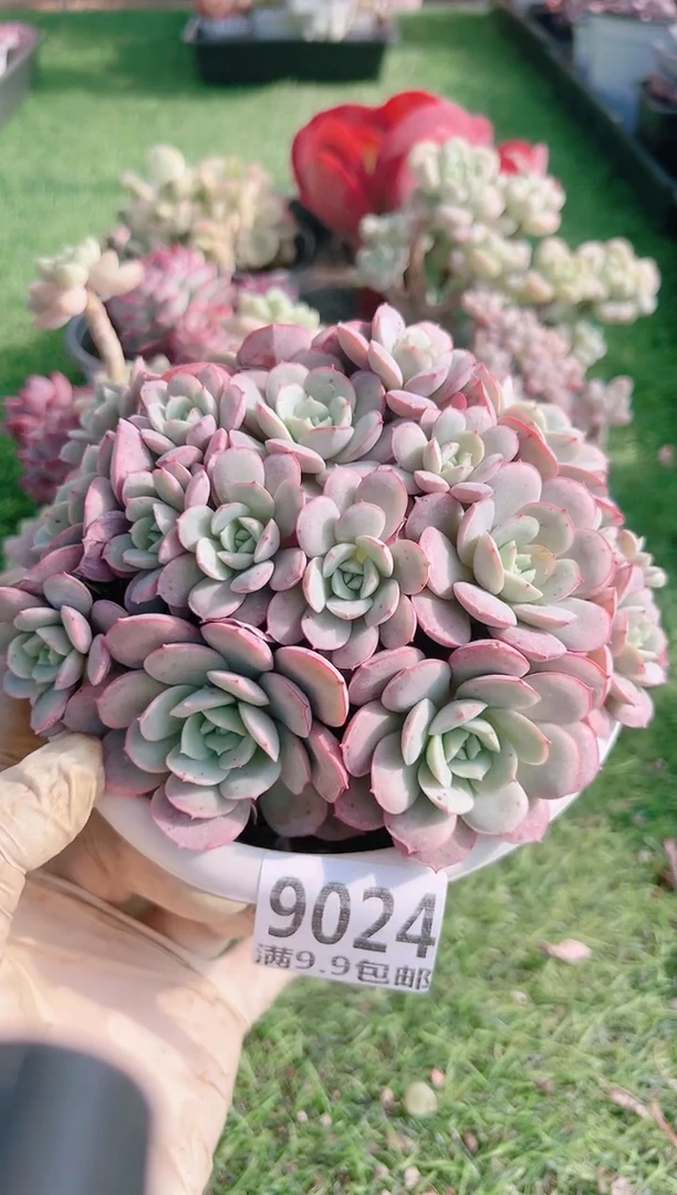 【闪购商品】信福多肉一物一拍