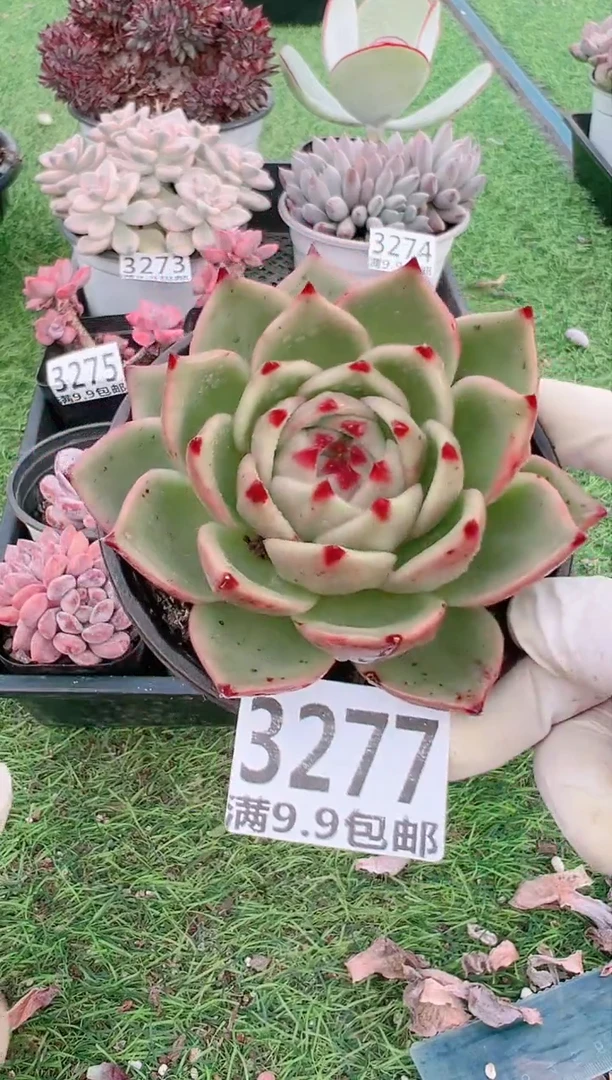 【闪购商品】信福多肉一物一拍